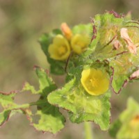 <i>Malachra capitata</i>  (L.) L.